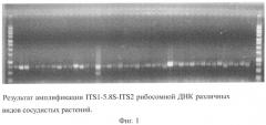 Набор синтетических олигонуклеотидов для амплификации и секвенирования its1-5.8s-its2 сосудистых растений (патент 2528063)