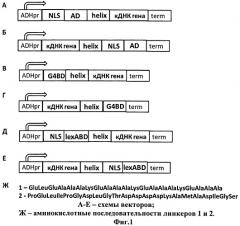 Модифицированная дрожжевая двугибридная система для эффективного исследования взаимодействия между белками и их доменами. (патент 2529356)