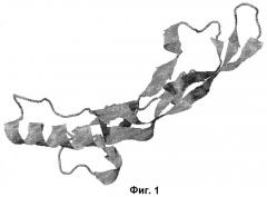 Олигопептид, обладающий активностью морфогенетического белка хрящевого происхождения (cdmp-1) по отношению к пролиферации хондроцитов (патент 2408603)