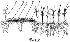 Биологический способ рядково-полосного возделывания культурных растений, преимущественно зерновых (патент 2348136)