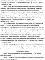 Способ получения l-треонина с использованием бактерии, принадлежащей к роду escherichia (патент 2338783)