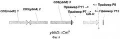 6-фосфоглюконолактоназа из escherichia coli, фрагмент днк, бактерия, принадлежащая к роду escherichia - продуцент l-аминокислоты и способ получения l-аминокислоты (патент 2288268)