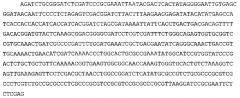 Плазмидный вектор pet-mchbac75na, штамм бактерии eschrichia coli bl21(de3/ pet-mchbac75na для экспрессии антимикробного пептида минибактенецина chbac7.5 nα и способ получения указанного пептида (патент 2618850)