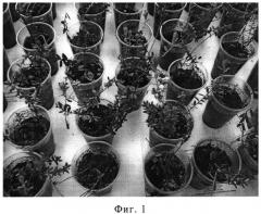 Способ укоренения клюквы болотной на минеральных почвах (патент 2537911)