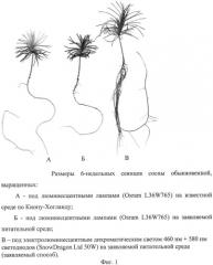 Способ выращивания сеянцев сосны обыкновенной (pinus sylvesrtis l.) (патент 2548190)