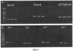 Способ повышения ангиогенного потенциала мезенхимальных стволовых клеток жировой ткани (патент 2443778)