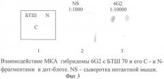 Штамм гибридных культивируемых клеток животных mus musculus 6g2 - продуцент моноклональных антител, специфичных к белку теплового шока 70 (патент 2380413)