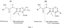 Рекомбинантный штамм escherichia coli - продуцент гидролазы эфиров альфа-аминокислот из xanthomonas rubrilineans и способ микробиологического синтеза гидролазы эфиров альфа-аминокислот на основе этого штамма (патент 2499830)