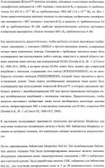 Антитела человека, обладающие активностью связывания c mn и нейтрализации клеточной адгезии (патент 2317998)