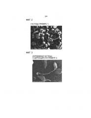 Порошок, содержащий гидролизуемые полимерные частицы (патент 2666871)