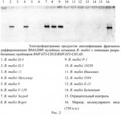 Олигонуклеотидные праймеры для генотипирования b. mallei методом полимеразной цепной реакции (патент 2474618)