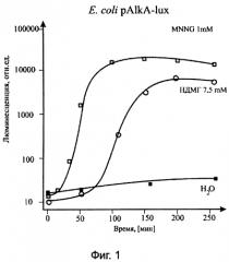 Набор lux-биосенсоров для определения генотоксичных продуктов неполного окисления несимметричного диметилгидразина в среде (патент 2569156)