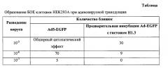 Применение гистонного белка в качестве ингибитора аденовирусной трансдукции (патент 2555553)