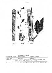 Способ размножения виноградного растения (патент 1576044)