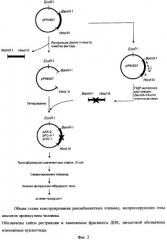 Рекомбинантная плазмидная днк pas-2, кодирующая полипептид проинсулина aspart человека, и штамм бактерий escherichia coli bas2 - продуцент рекомбинантного проинсулина aspart (патент 2337964)