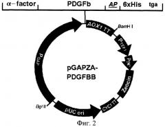 Штамм дрожжей pichia pastoris 2-2 - продуцент тромбоцитарного фактора роста человека (pdgf-bb) и способ получения тромбоцитарного фактора роста человека (патент 2290434)