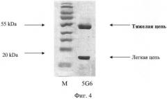 Штамм гибридных клеток животных mus musculus 5g6 - продуцент моноклональных антител, специфичных к v антигену yersinia pestis (патент 2478703)