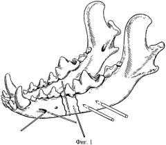 Способ остеосинтеза нижней челюсти животных (патент 2404725)