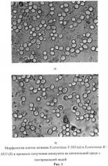 Штамм дрожжей saccharomyces cerevisiae, используемый для получения спирта (патент 2492229)