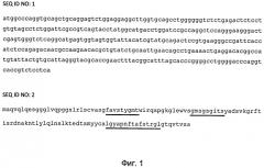 Наноантитело, специфически связывающее белок muc1, способ детекции белка muc1 с помощью наноантител (патент 2493165)