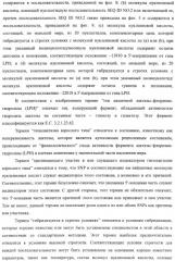 Идентификация варианта днк, связанного с гиполактазией взрослого типа (патент 2391404)