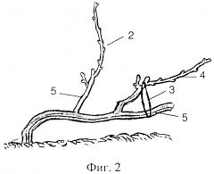 Способ создания саженцев, посадки и формирования виноградных кустов для механизированной укрывки (патент 2574668)