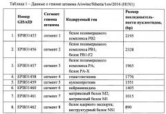 Штамм вируса гриппа свиней a/swine/siberia/1sw/2016 h1n1-субтипа для использования в диагностике вируса гриппа методами ртга и пцр и исследования эффективности вакцин и противовирусных препаратов in vitro и in vivo (патент 2631938)