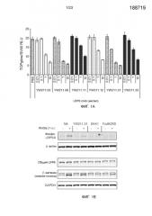 Анти-lrp6 антитела (патент 2587625)
