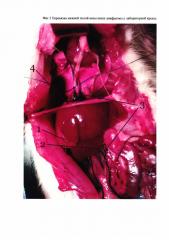 Способ оценки надежности гемостаза после травмы печени у мелких лабораторных животных (патент 2657970)