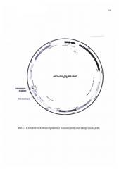 Экспрессионный плазмидный лентивирусный вектор для гетерологической экспрессии рекомбинантного человеческого белка cd44 (патент 2646111)