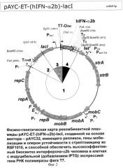 Штамм escherichia coli bl21 (de3)[payc-et-(hifn- 2b)-iaci]-продуцент рекомбинантного человеческого альфа-2b интерферона и способ его культивирования (патент 2303063)