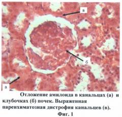 Способ моделирования экспериментального амилоидоза у крыс (патент 2410761)