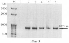 Рекомбинантная плазмида pbi121-esat6-cfp10-gifn, кодирующая белки esat6 и cfp10 mycobacterium tuberculosis и гамма-интерферон человека в трансгенных растениях (патент 2468082)