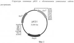 Способ получения пуриновых рибонуклеозидов и рибонуклеотидов (патент 2422510)