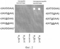 Биологический микрочип с иммобилизованными олигорибонуклеотидами, способ его изготовления и способ анализа взаимодействия рнк с рнк-связывающимися молекулами с его использованием (патент 2353653)