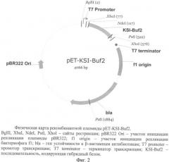 Рекомбинантная плазмидная днк pet-ksi-buf2, кодирующая гибридный белок, содержащий антимикробный пептид буфорин-2, штамм escherichia coli bl21(de3)/pet-ksi-buf2 - продуцент указанного белка и способ получения антимикробного пептида буфорина-2 (патент 2347811)