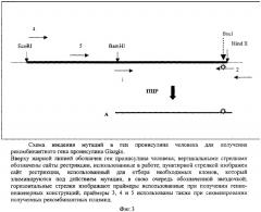 Рекомбинантная плазмидная днк pgg-1, кодирующая полипептид проинсулина glargin человека и штамм бактерий escherichia coli bgg18 - продуцент рекомбинантного проинсулина glargin (патент 2325440)