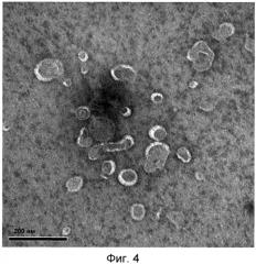 Микровезикулы, происходящие из протопластов клеток, и их применение (патент 2570636)