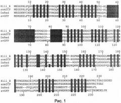 Выделенная нуклеиновая кислота, кодирующая оперативно слитый интрамолекулярный димер белка killerred, кассета экспрессии, клетка, продуцирующая химерный белок и содержащая кассету экспрессии, выделенный химерный белок (патент 2491342)