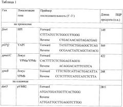 Тест-штамм yersinia pseudotuberculosis для дифференциации бактерий yersinia pseudotuberculosis генетической группы iia (патент 2465318)