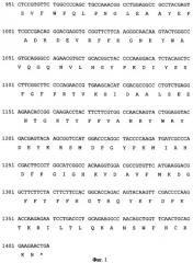 Ген ммр1opt металлопротеиназы 1 (патент 2378377)