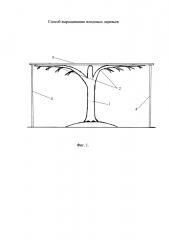 Способ выращивания плодовых растений (патент 2621261)