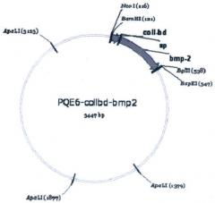 Рекомбинантный белок collbd-bmp-2, рекомбинантная плазмида pcollbd-bmp-2, штамм escherichia coli-продуцент рекомбинантного белка collbd-bmp-2, способ получения рекомбинантного белка collbd-bmp-2 (патент 2408727)