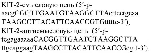 Подавление экспрессии гена c-kit в клетках нейробластом и лентивирусные конструкции, направляющие синтез shphk, специфичных в отношении данного гена (патент 2609107)