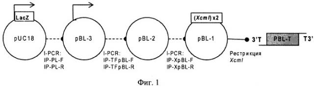 Нетранскрибируемый плазмидный вектор pbl-t для клонирования сложных геномных последовательностей и многомодульной сборки генно-инженерных конструкций (варианты), и набор, содержащий указанный вектор (патент 2507266)