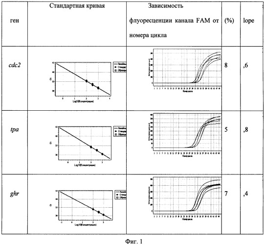 Способ оценки степени пролиферации клеток с помощью маркерных генов методом полимеразной цепной реакции в реальном времени (патент 2492244)
