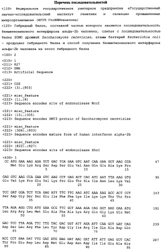 Гибридный белок, штамм бактерий escherichia coli - продуцент гибридного белка и способ получения безметионинового интерферона альфа-2b человека из этого гибридного белка (патент 2441072)