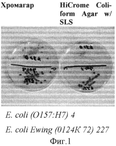 Сухая хромогенная питательная среда для обнаружения колиформных бактерий и e.coli (варианты) (патент 2508400)