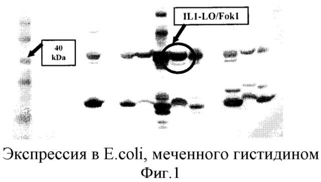 Опосредованная наночастицами доставка сиквенс-специфичных нуклеаз (патент 2556376)