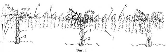 Способ формирования и ведения кустов на виноградных плантациях (патент 2397638)